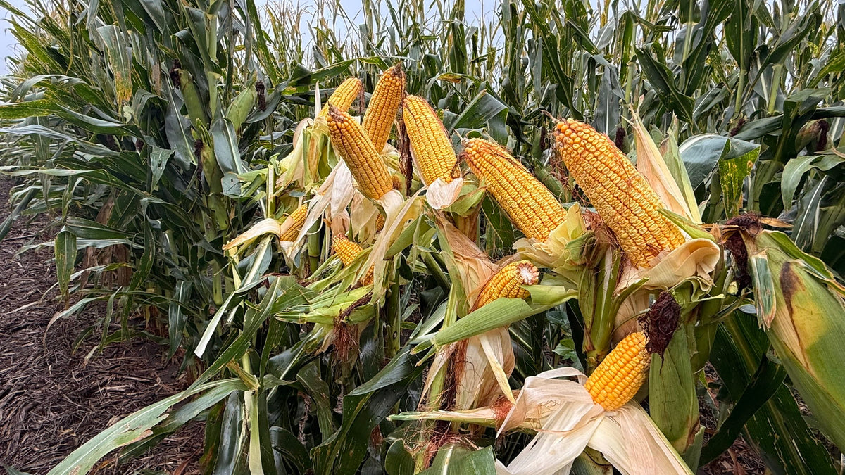 Deer Feeder Corn