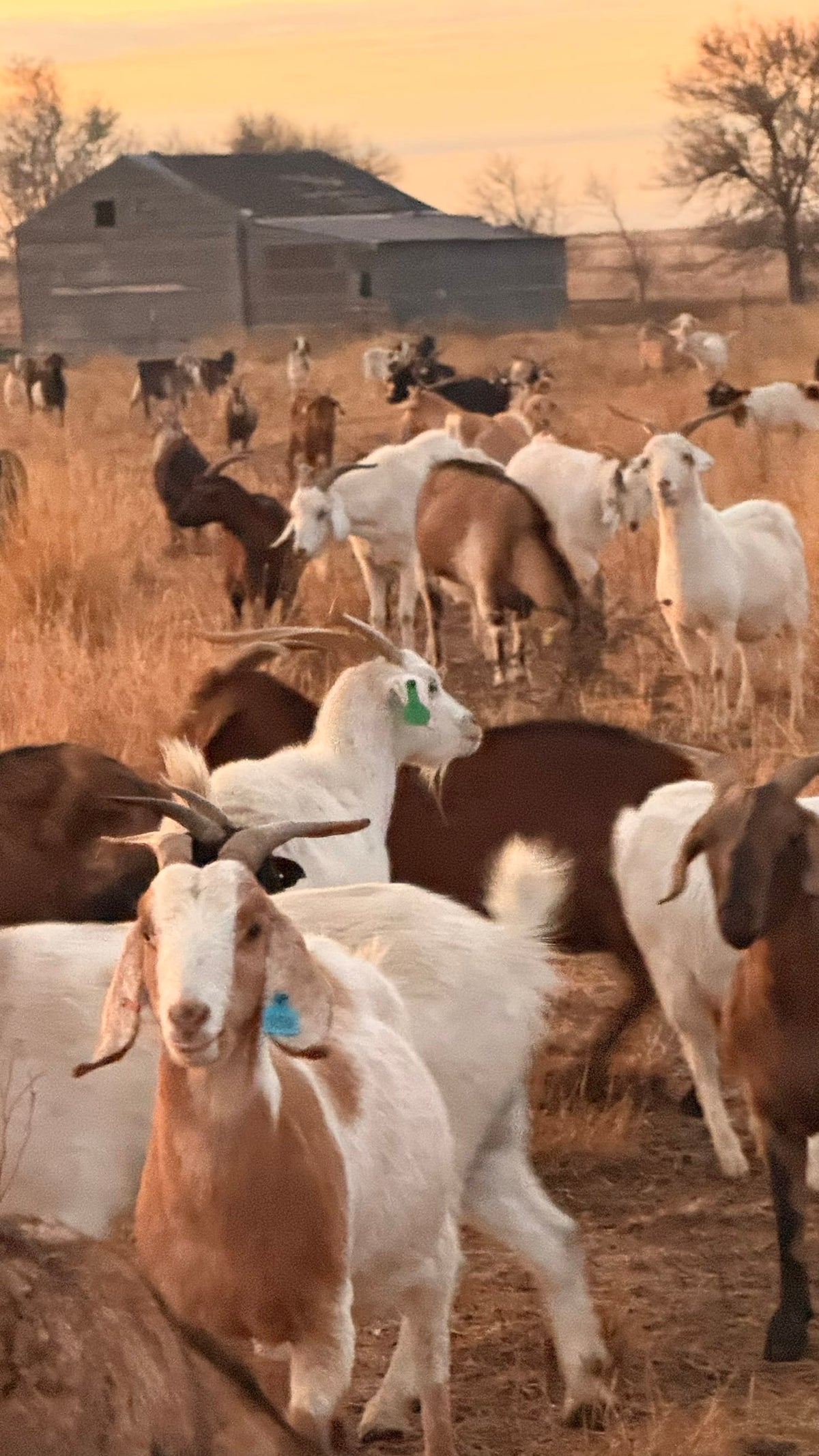 Livestock Supplements