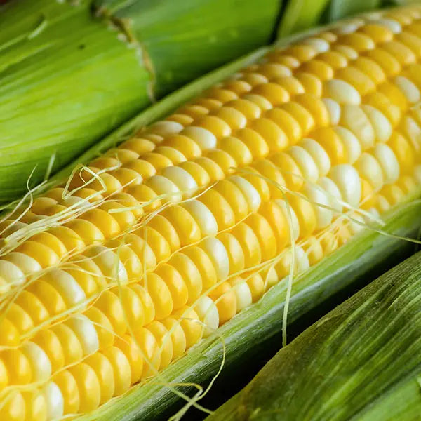 Sweet Corn