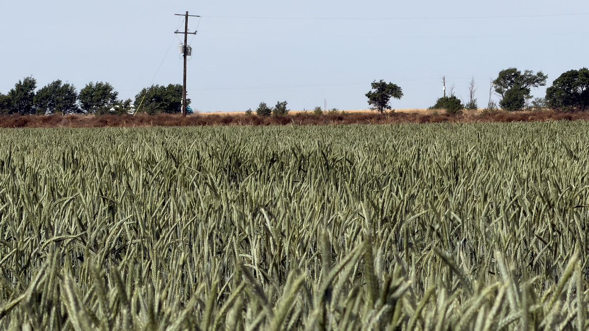 Triticale Cover Crop Seed